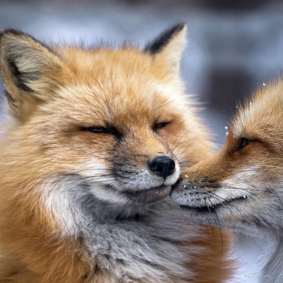 Meet your Posher, Maya - Picture 1 of 1